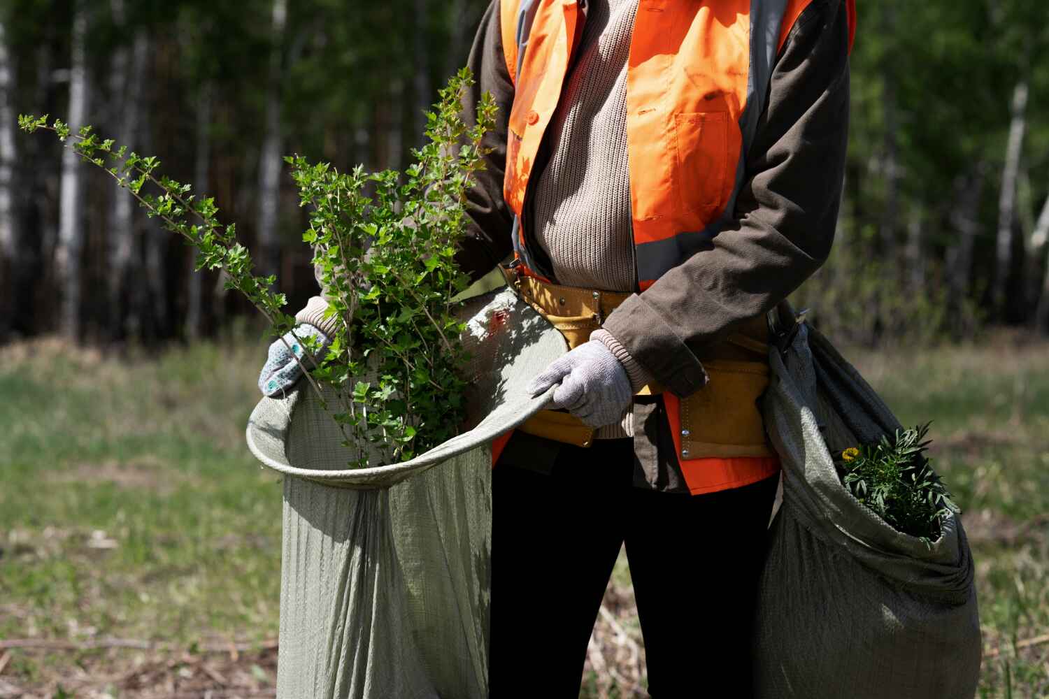 The Steps Involved in Our Tree Care Process in Mayo, MD